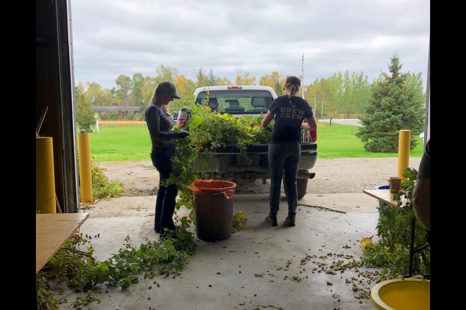 The purpose of the demonstration project was to explore the economics of growing hops in Northern Ontario, to explore the potential market for the product, and to encourage others to follow suit. (Supplied photo)